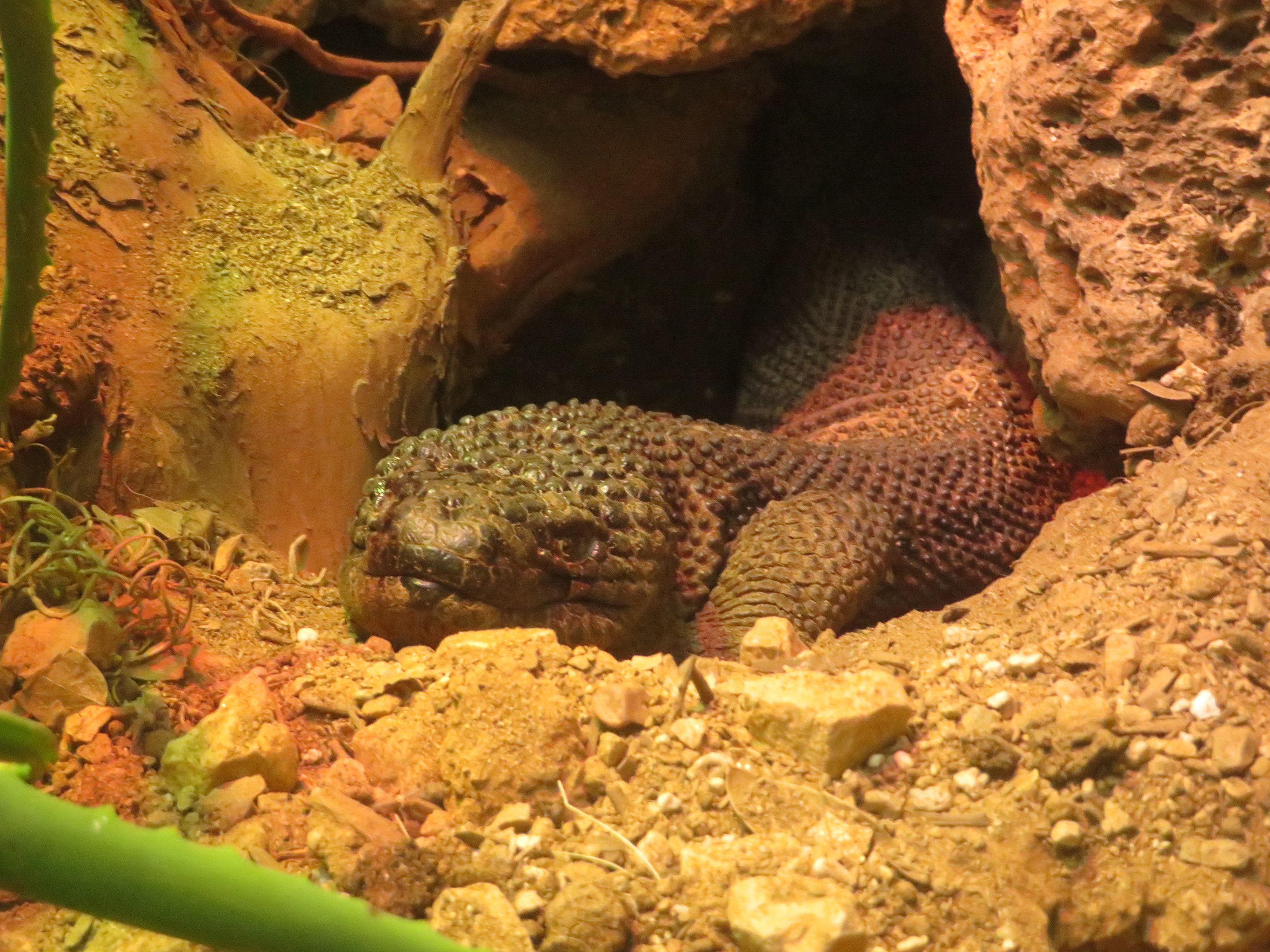 Chiapan Beaded Lizard