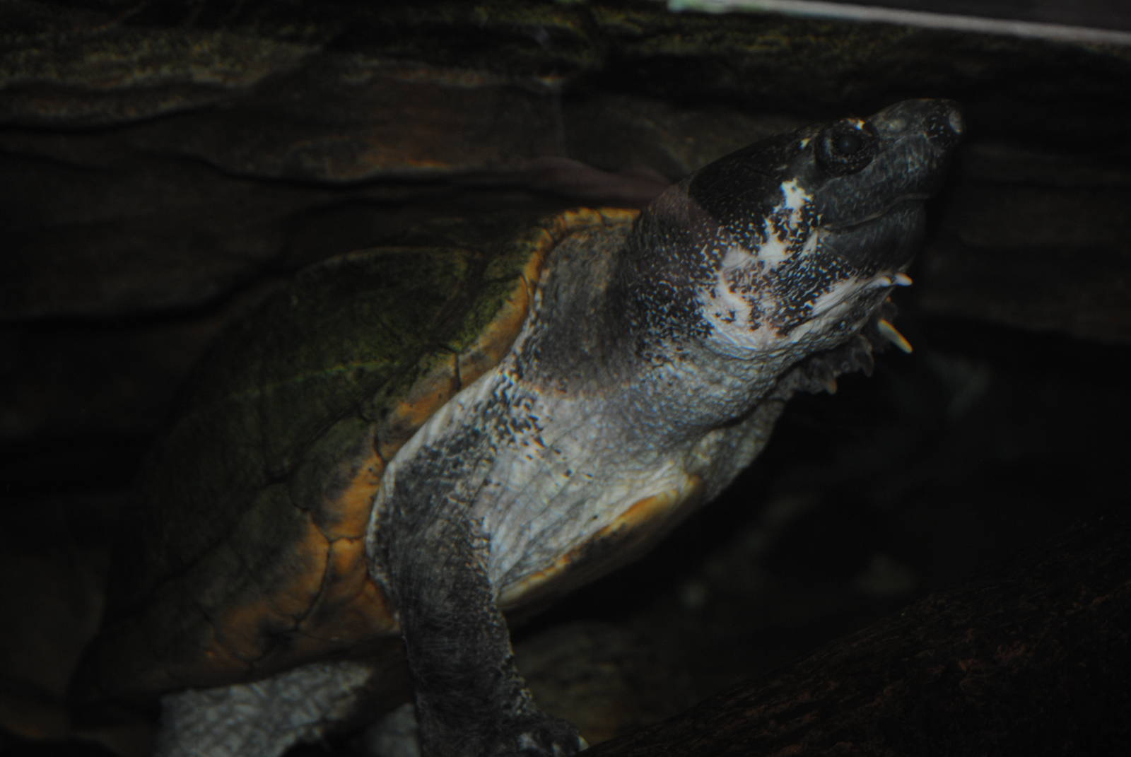 Chiapas Giant Musk Turtle