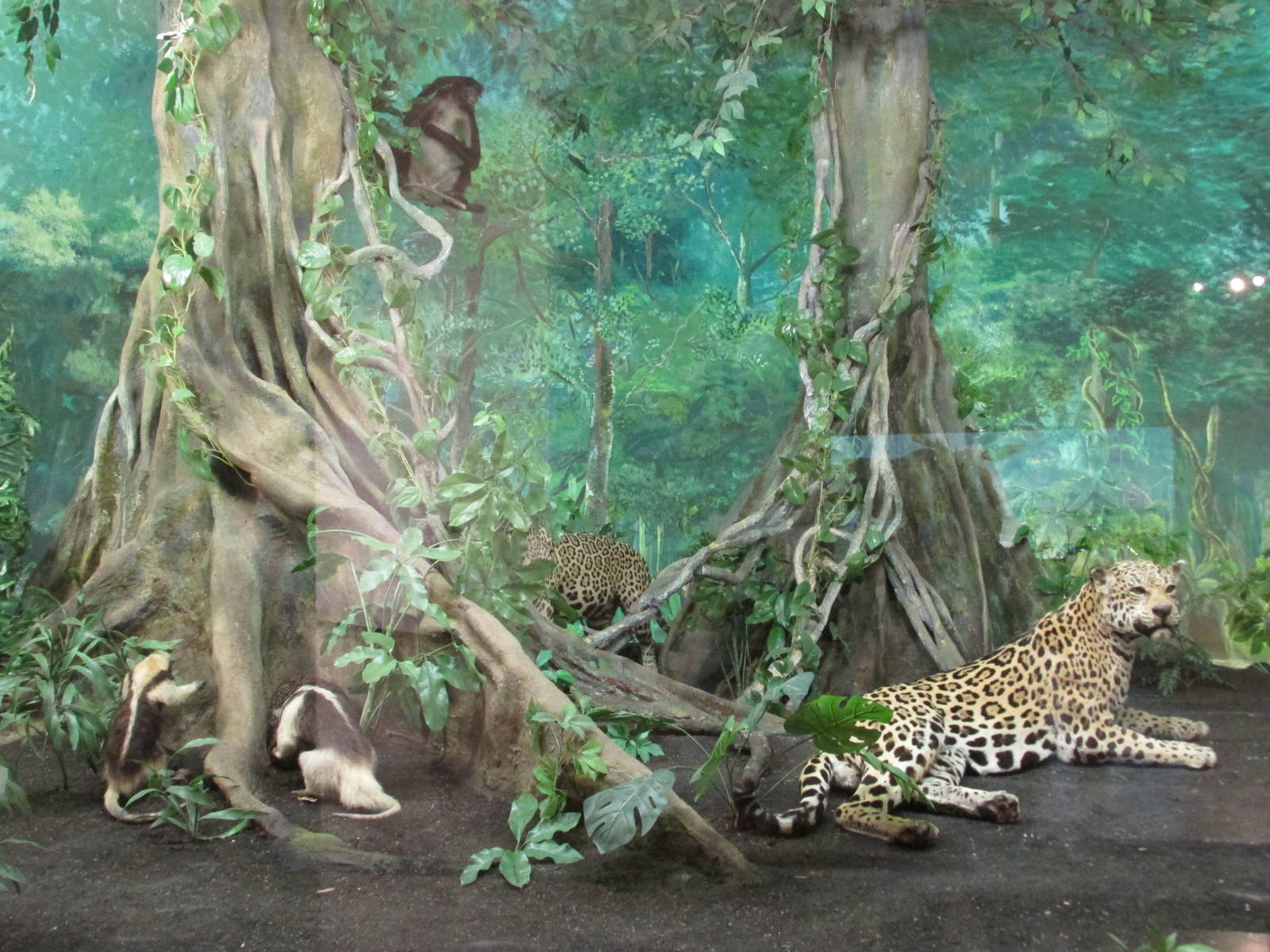 chiapas rain forest diorama museo de historia natural