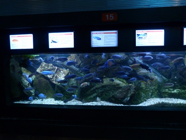 Chichlid aquarium