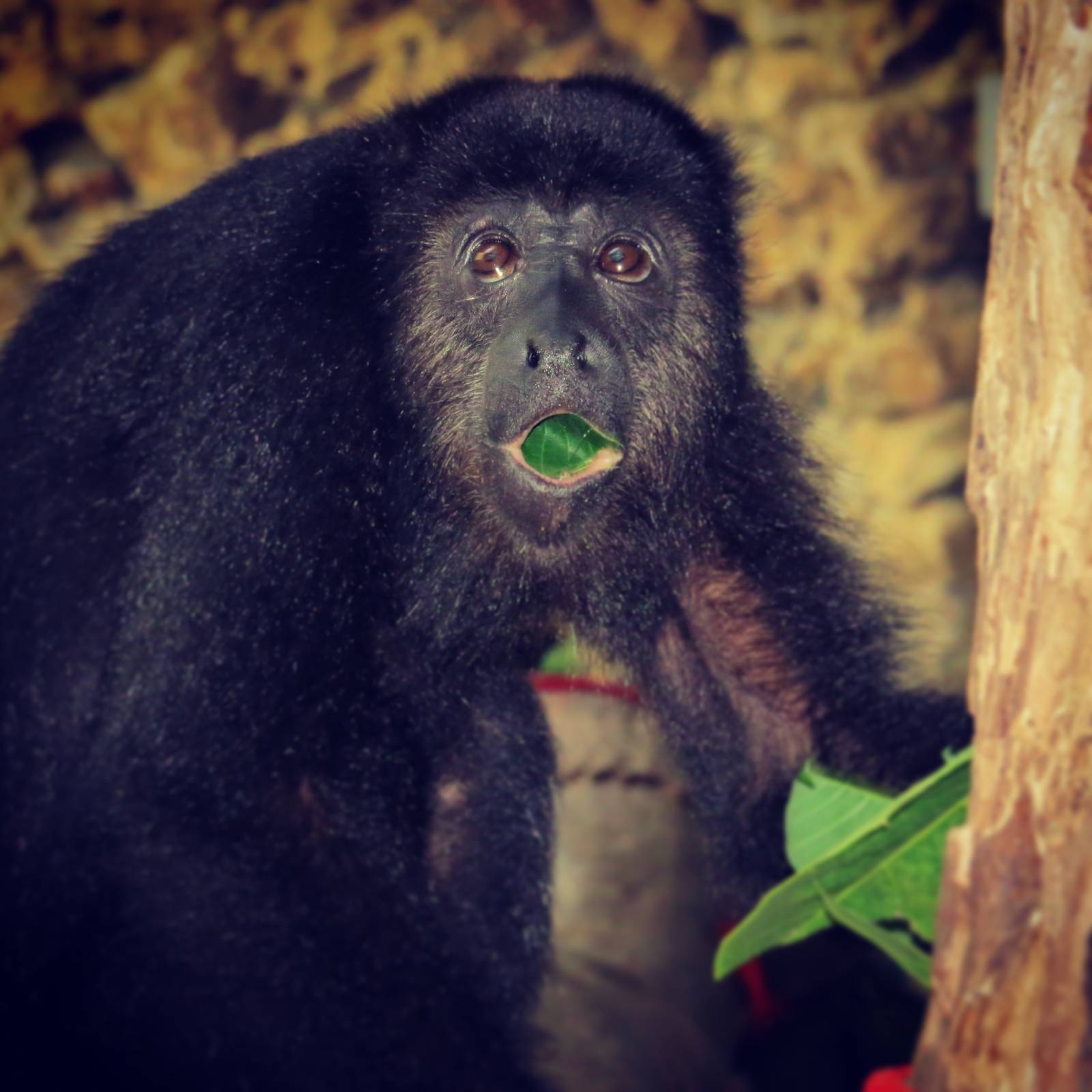 Chick comiendo hojas
