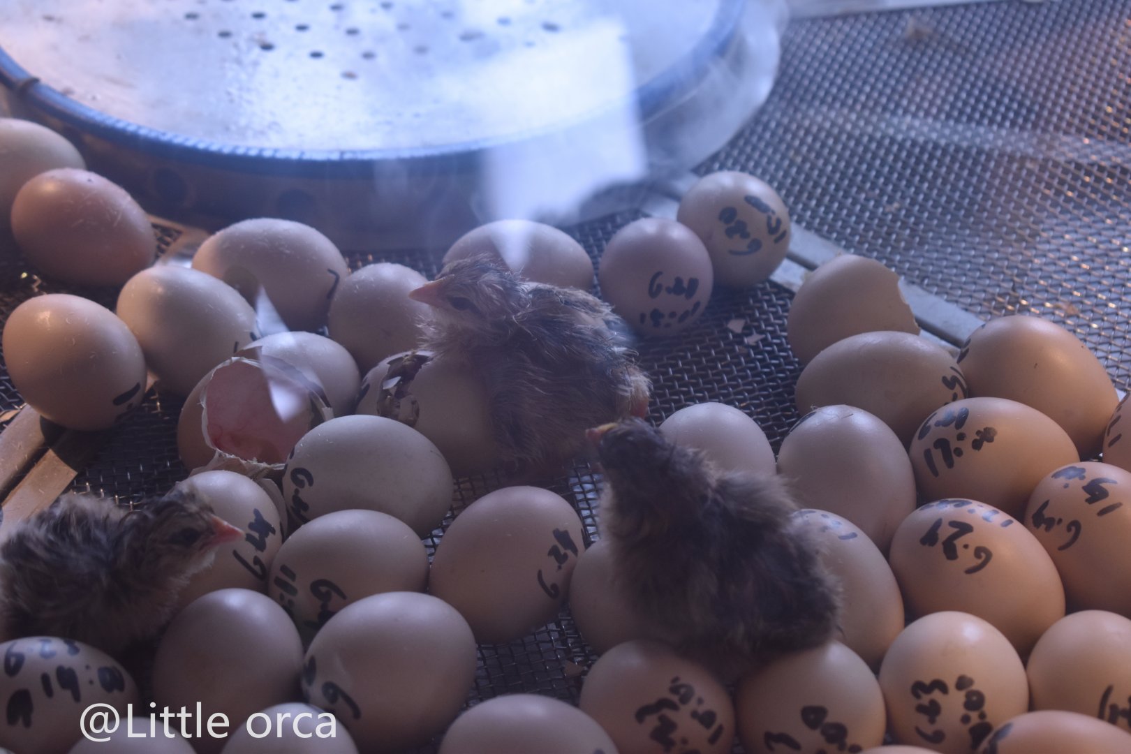 chick（Gallus gallus domesticus）