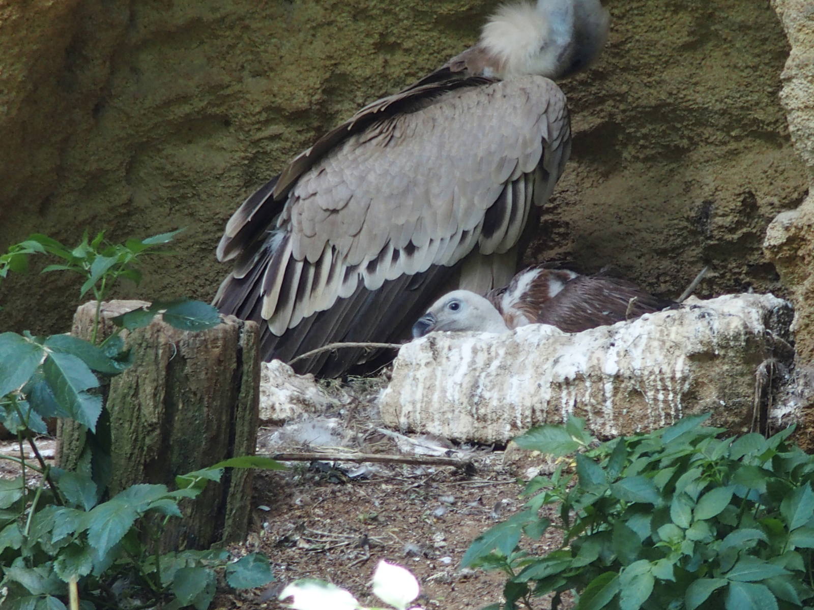 chick in the nest, one of two.