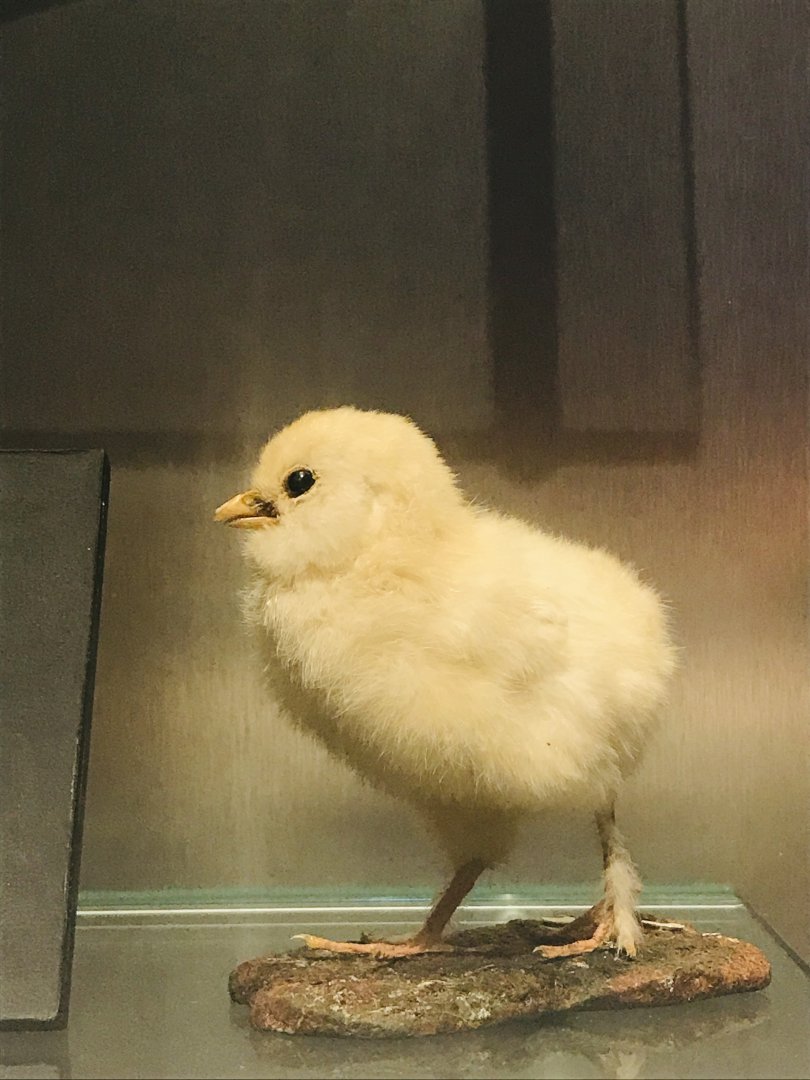 Chick (national museum of Scotland )
