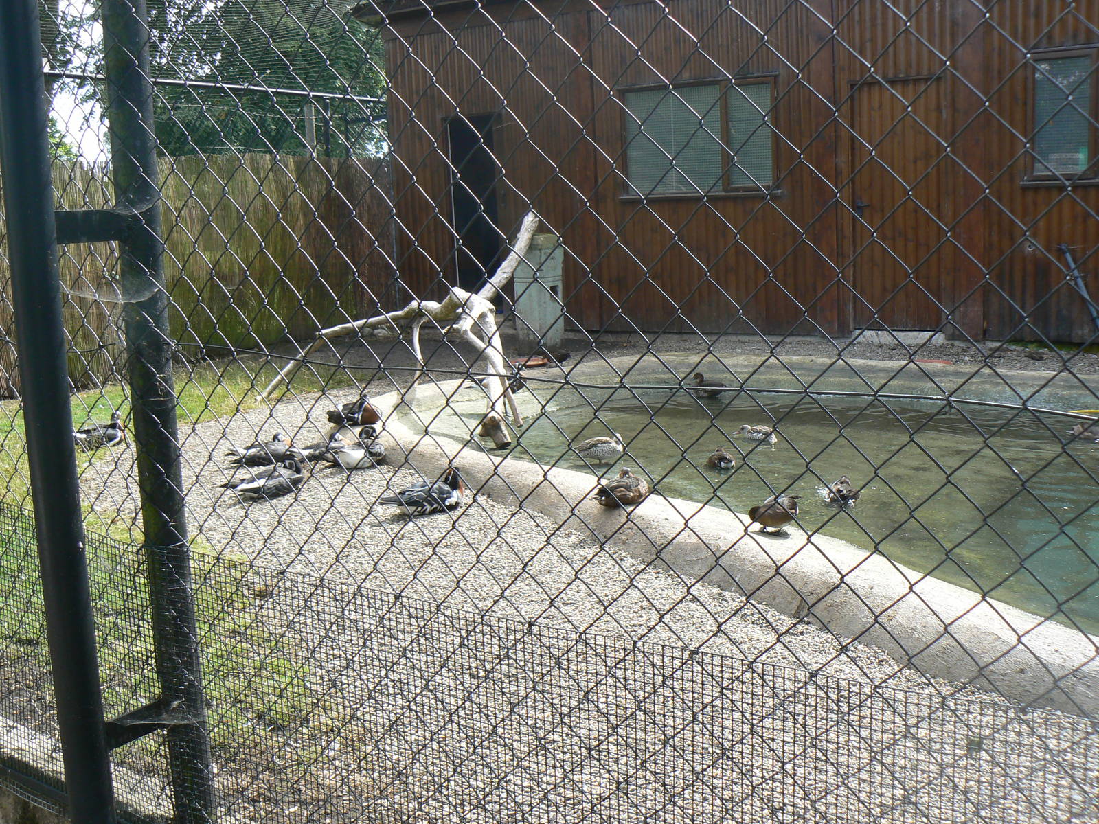 Chick Rearing Aviary