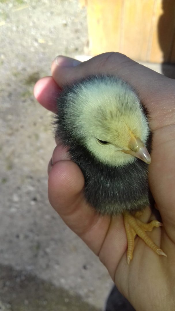 Chick