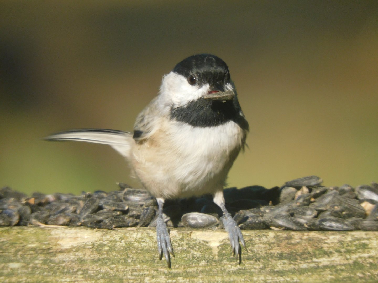 Chickadee