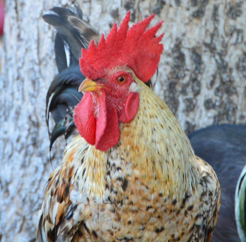 Chicken 2.  Timor Leste