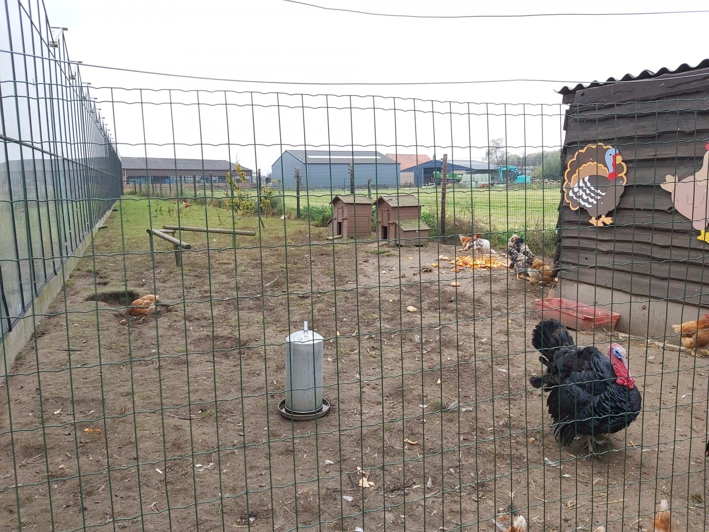 Chicken an turkey enclosure.