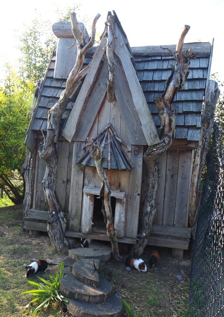 Chicken and guinea pig coop, 2021-09-02