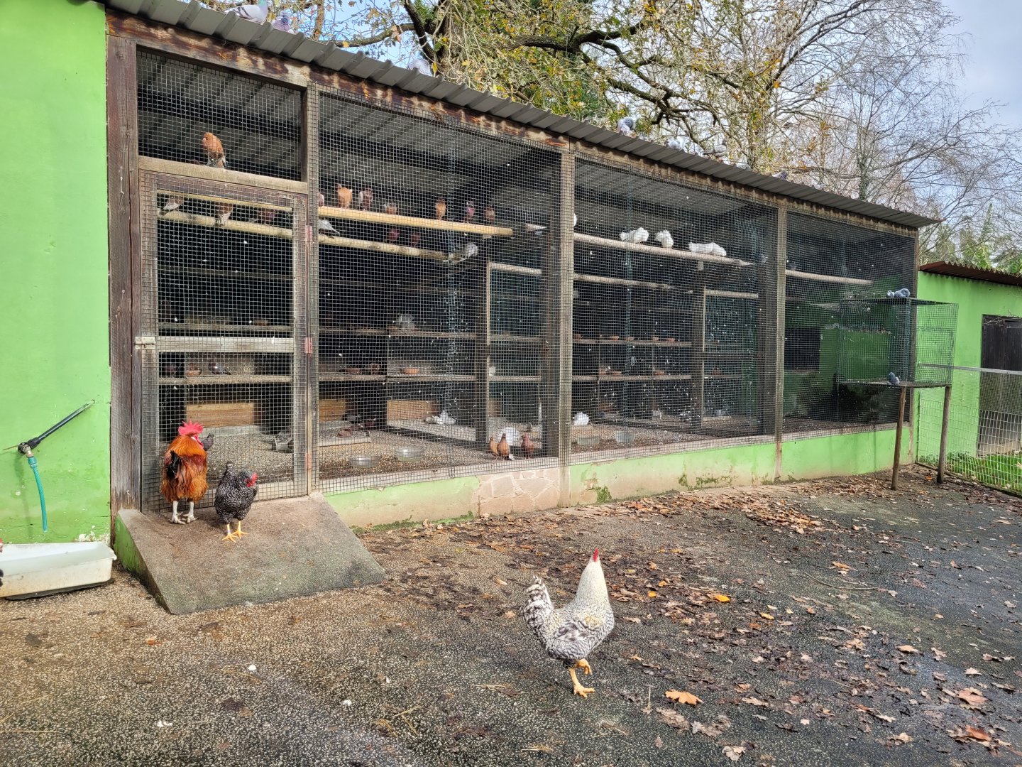 Chicken and Pigeon coop -Zoo de Santillana del Mar (2023)