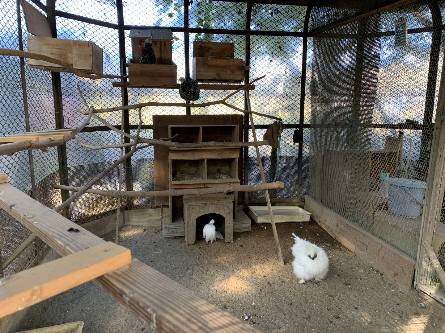 Chicken and Pigeon Enclosure (Himeji City Zoo)