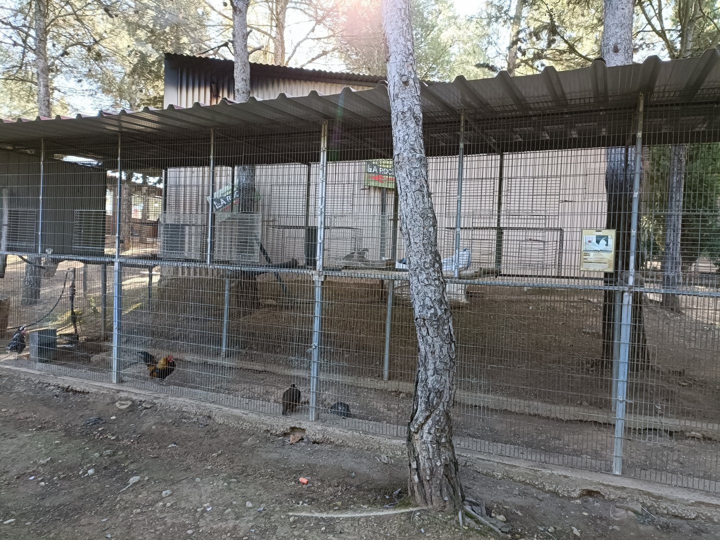 Chicken and Red-legged partridge exhibit - Bioparque La Rocha