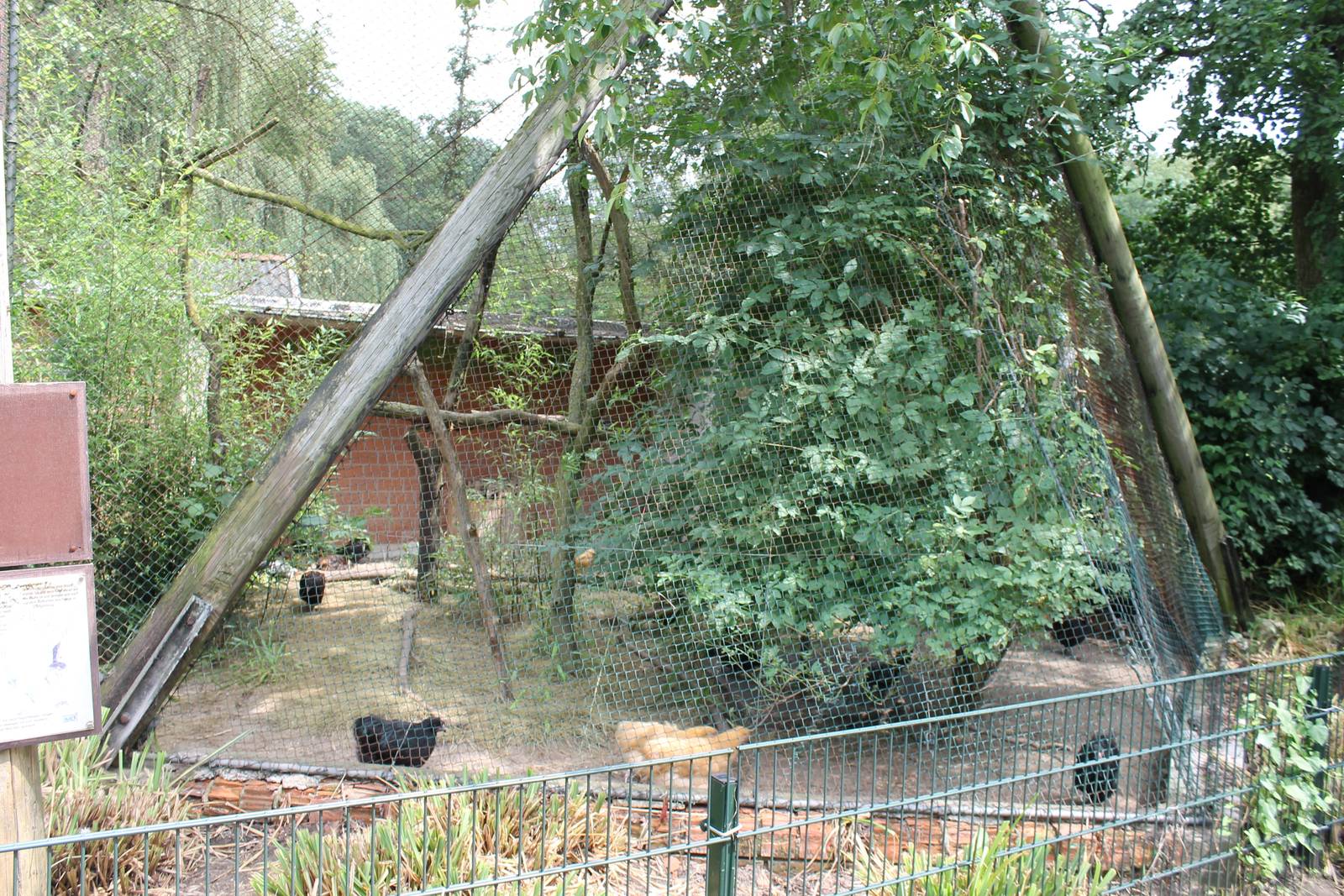 Chicken aviary