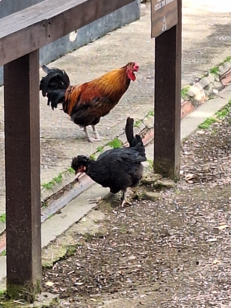 Chicken Breed ID - Dudley Zoo