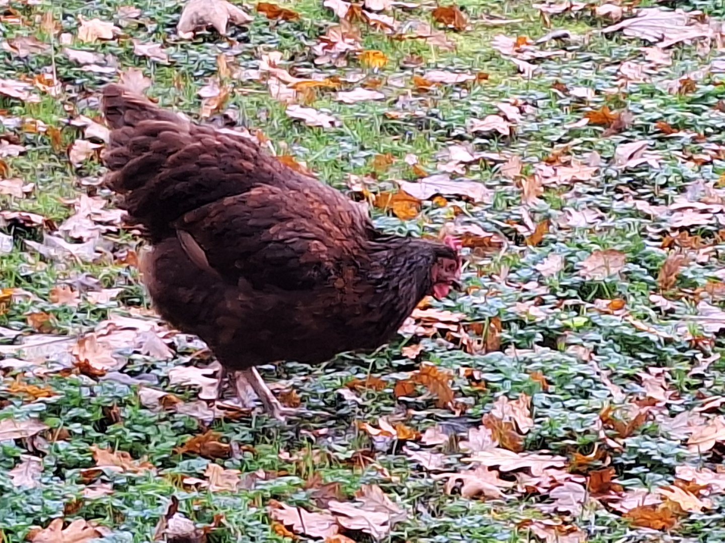 Chicken Breed ID - Telford's Exotic Zoo