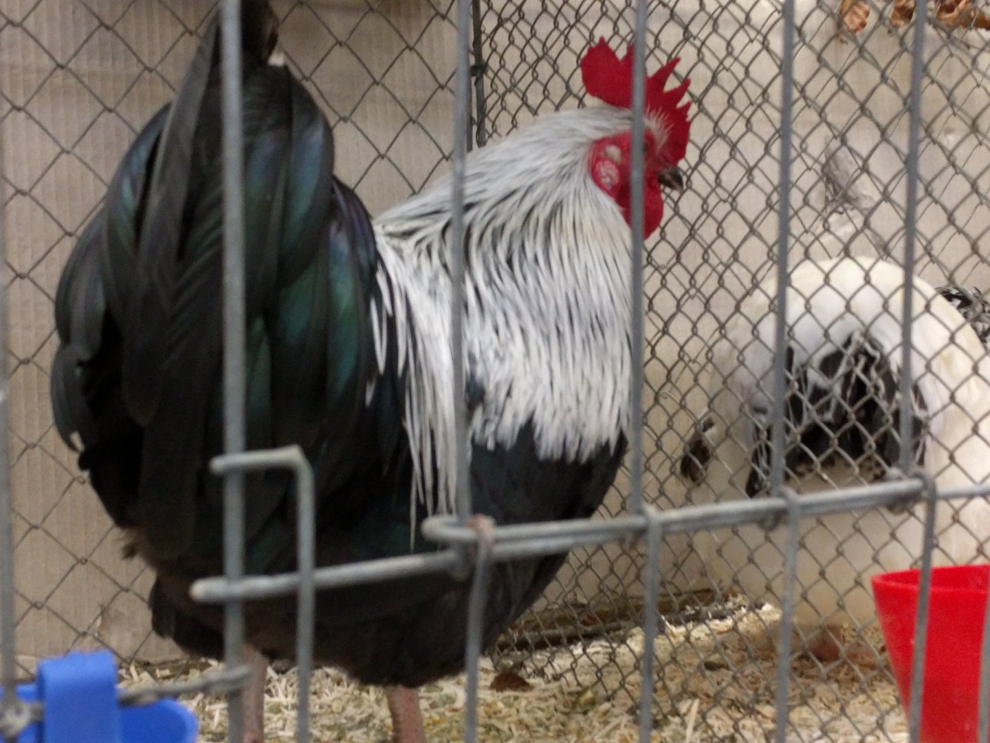 Chicken breed ID