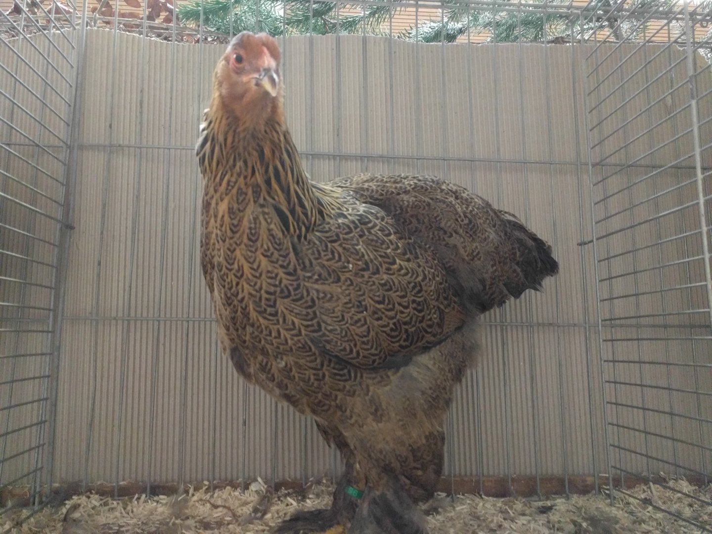 Chicken breed ID