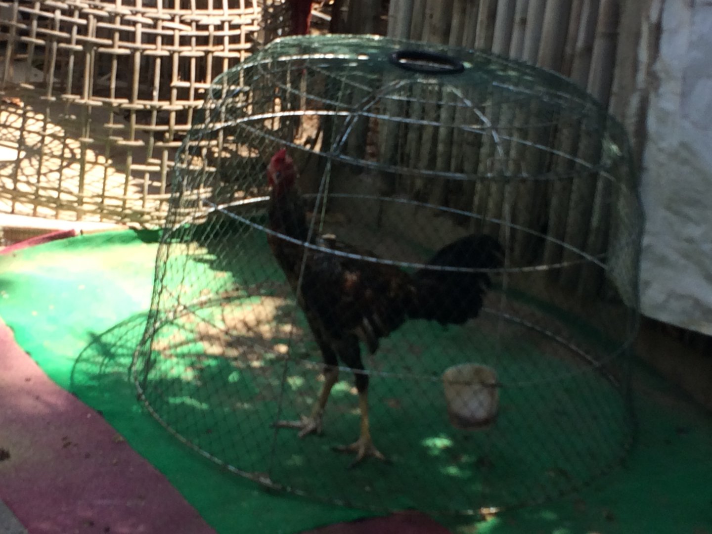 Chicken Cage