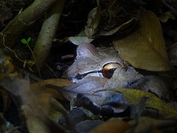 Chicken Eater Frog (Leptodactylus savageii)