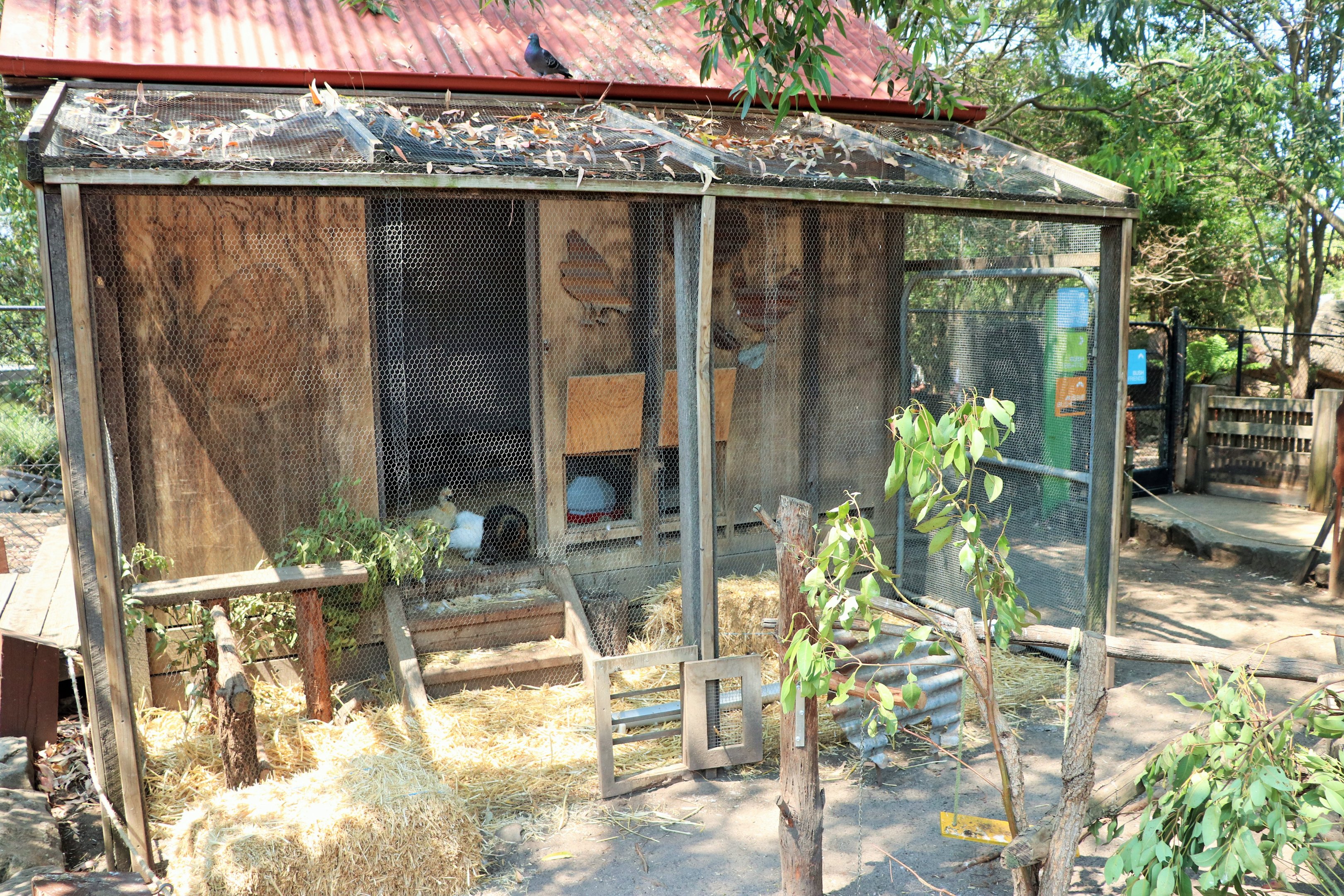 Chicken Enclosure