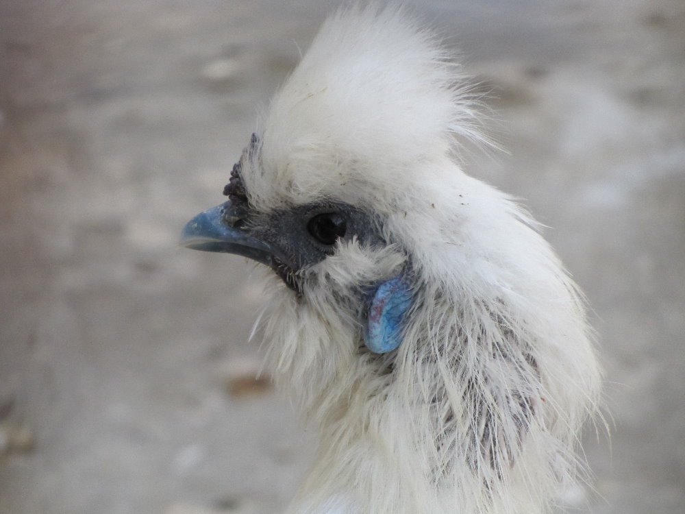 Chicken filled with ornamental silk(tehran zoo)