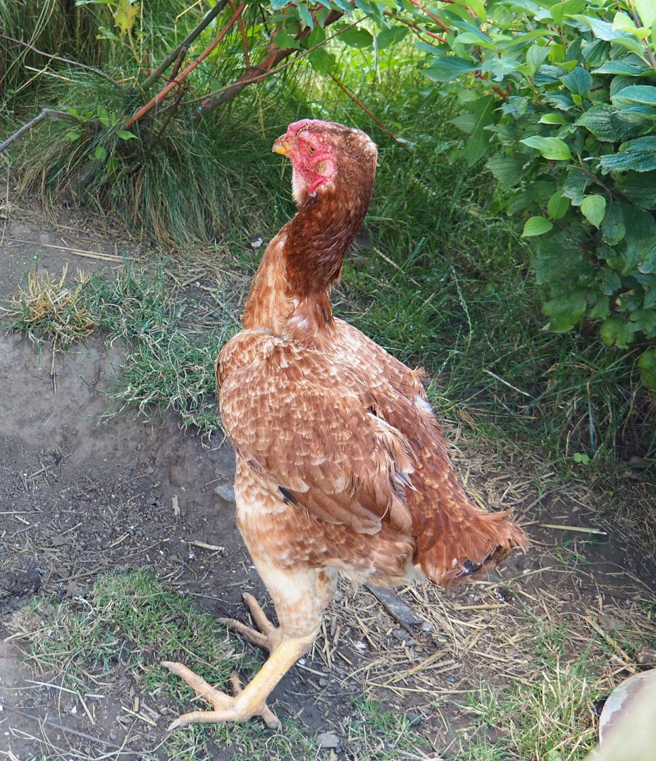 Chicken (Gallus domesticus), 2022-06-28