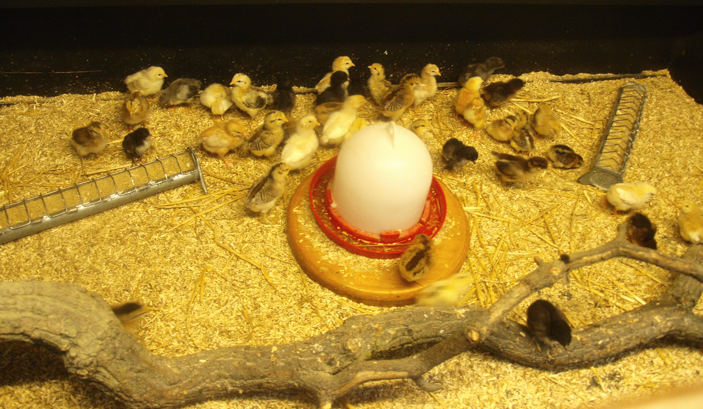 Chicken (Gallus domesticus) chicks of different breeds, 2015-07-19