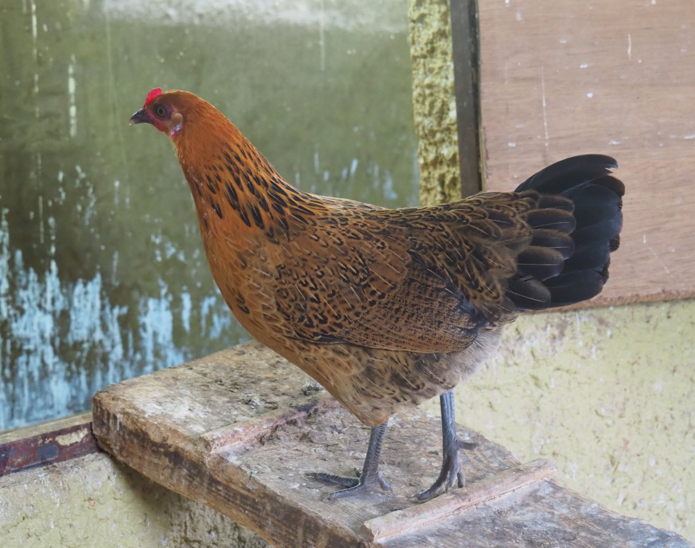 Chicken (Gallus gallus domesticus), 2019-08-11