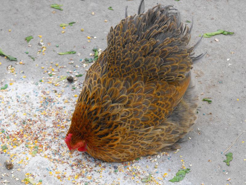 Chicken (Gallus gallus domesticus)