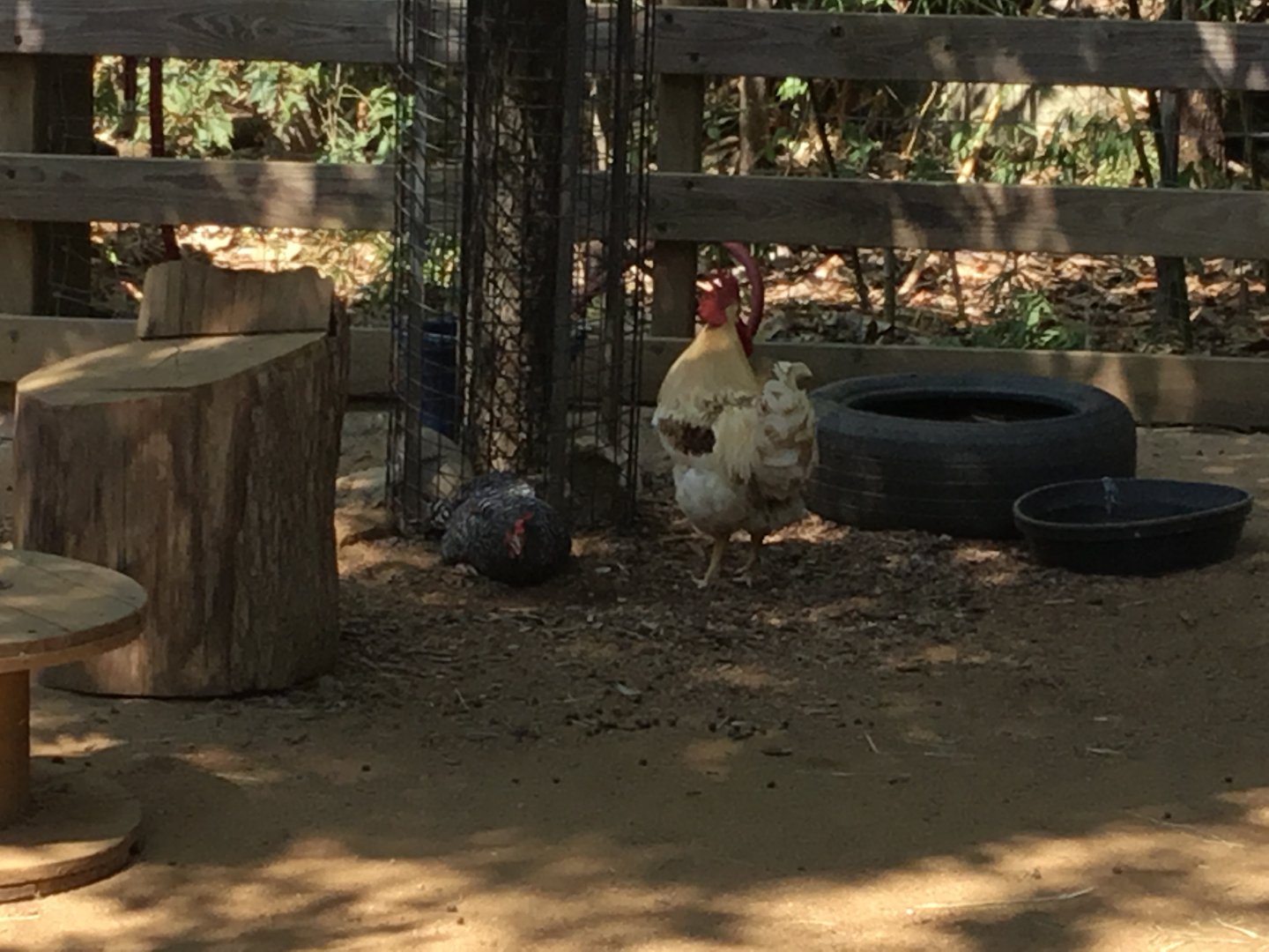 Chicken (Gallus Gallus Domesticus)