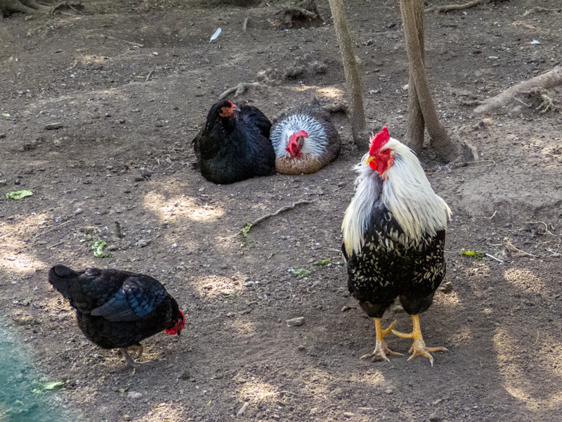 Chicken / Gallus gallus domesticus