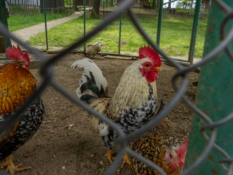 Chicken (Gallus gallus domesticus)