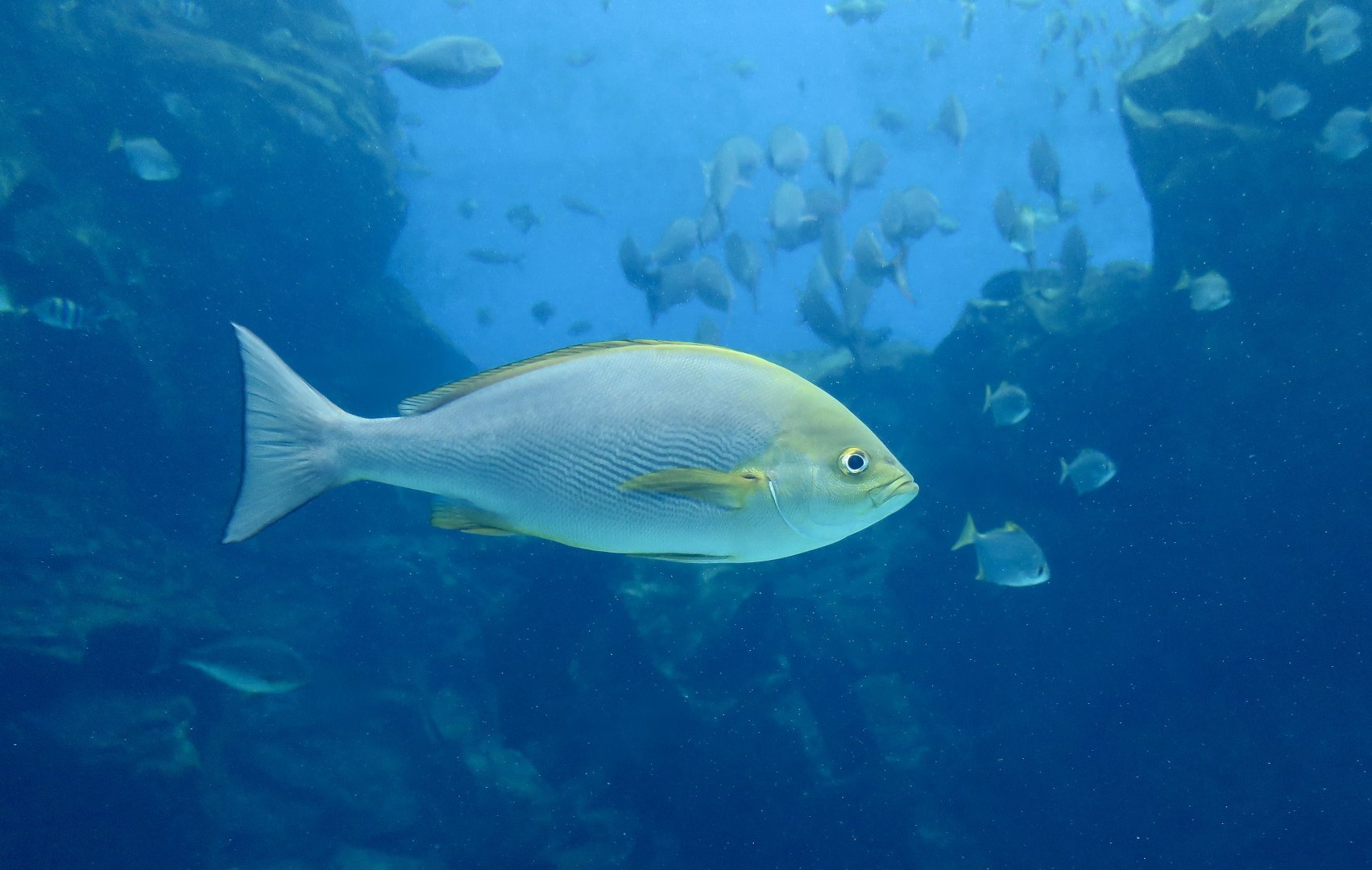 Chicken Grunt (Parapristipoma trilineatum) - Xpark