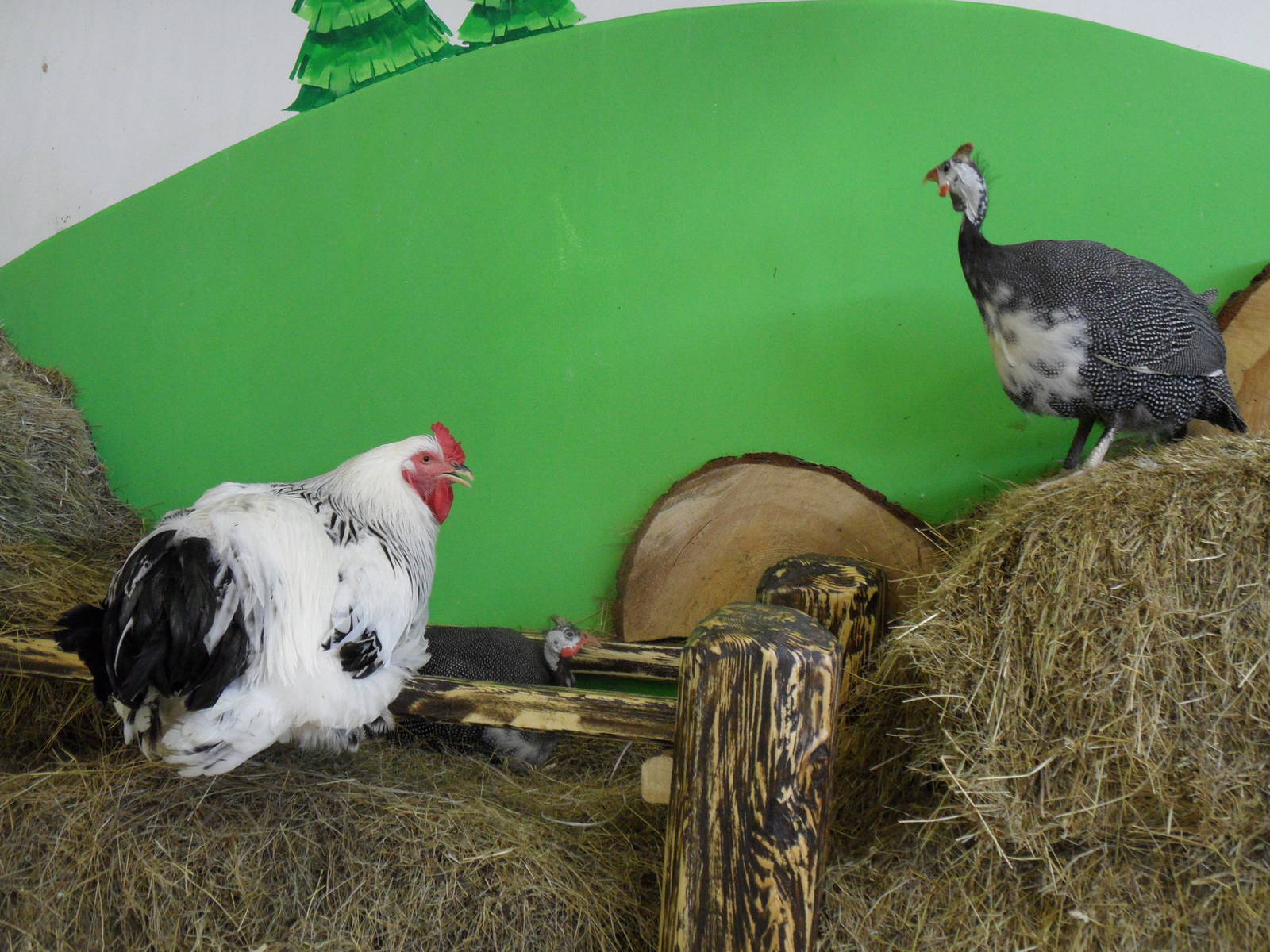 Chicken & guinea fowl