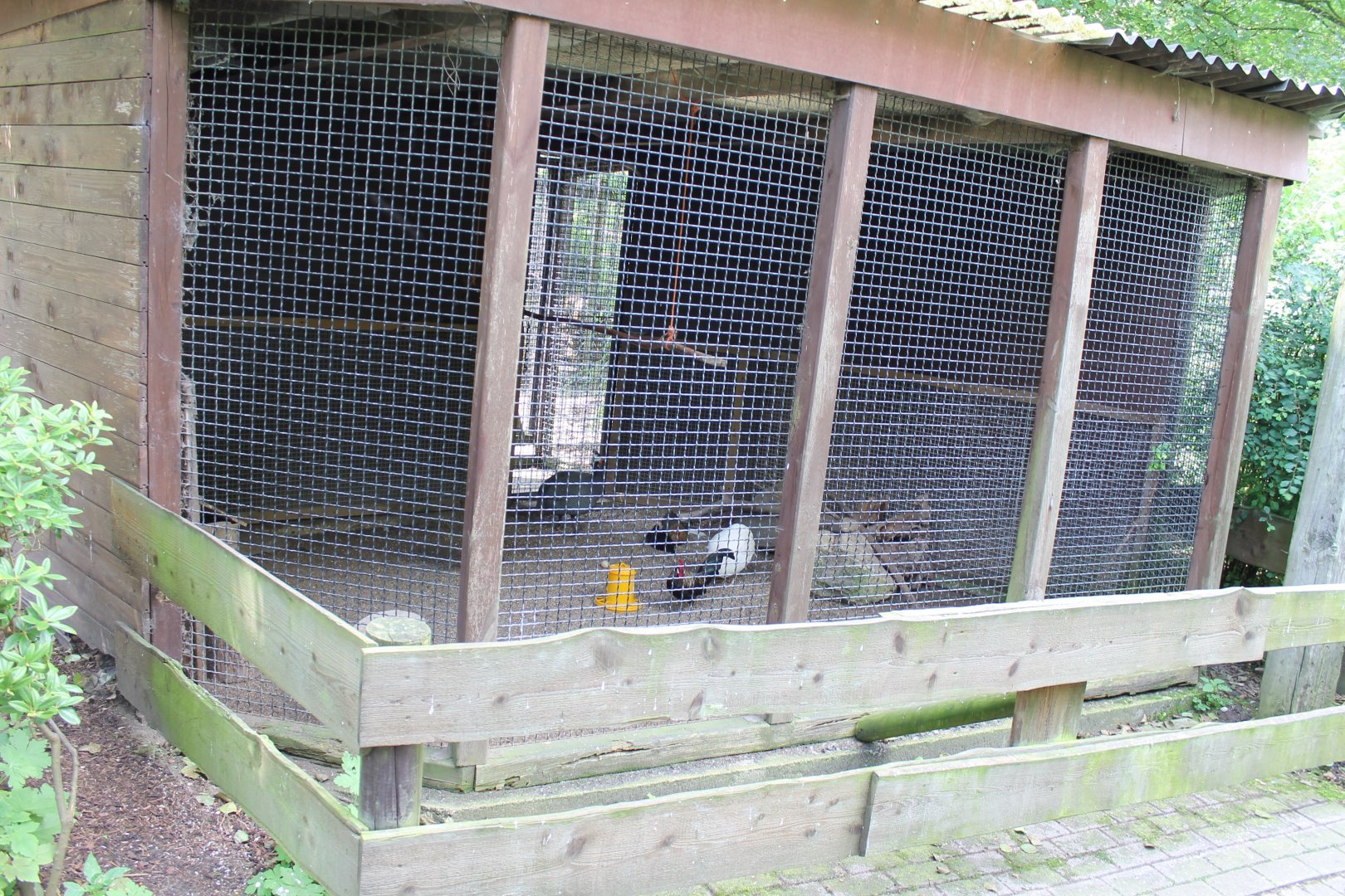 Chicken - Guineafowl aviary