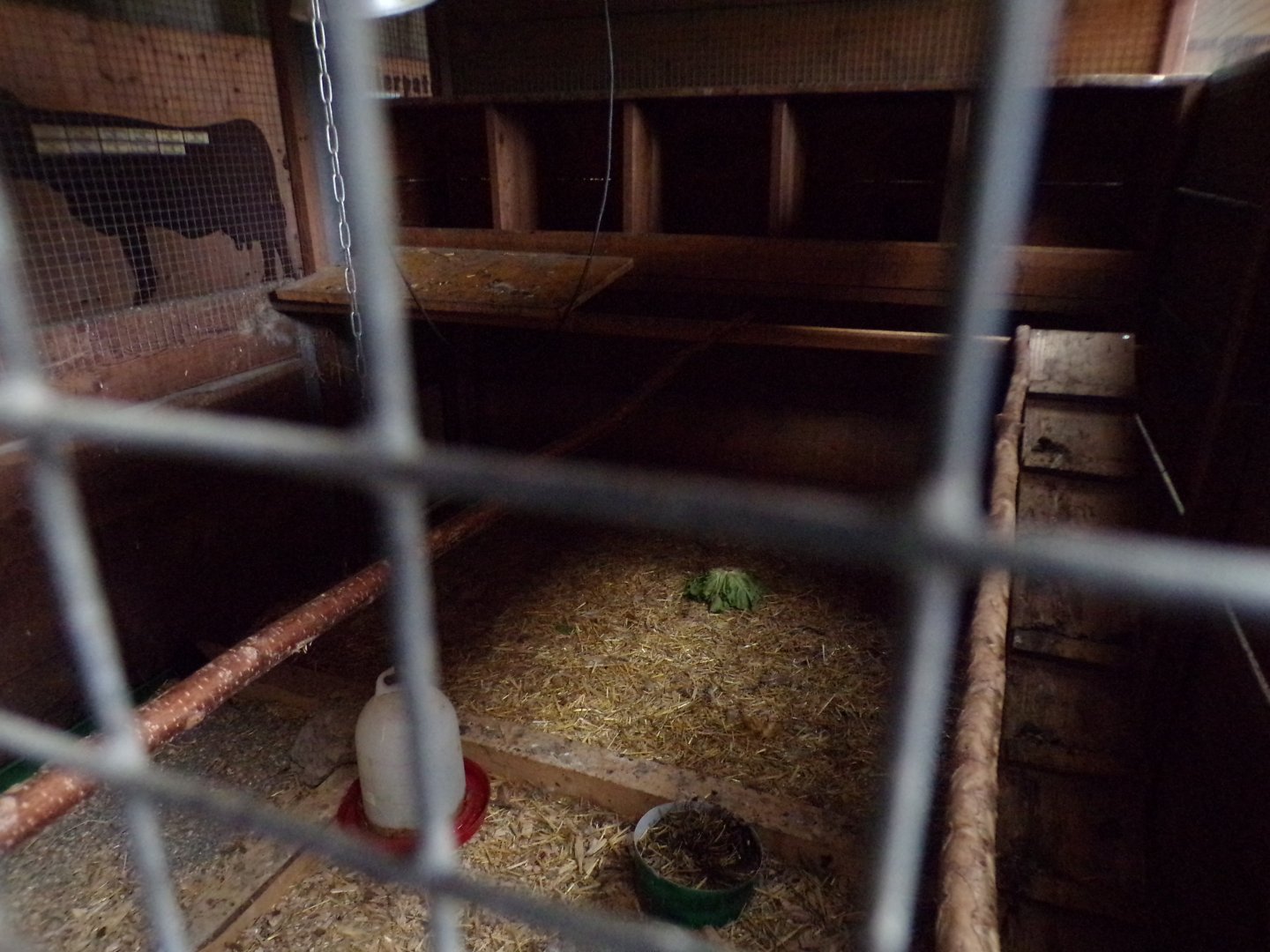 Chicken indoors 9.7.25