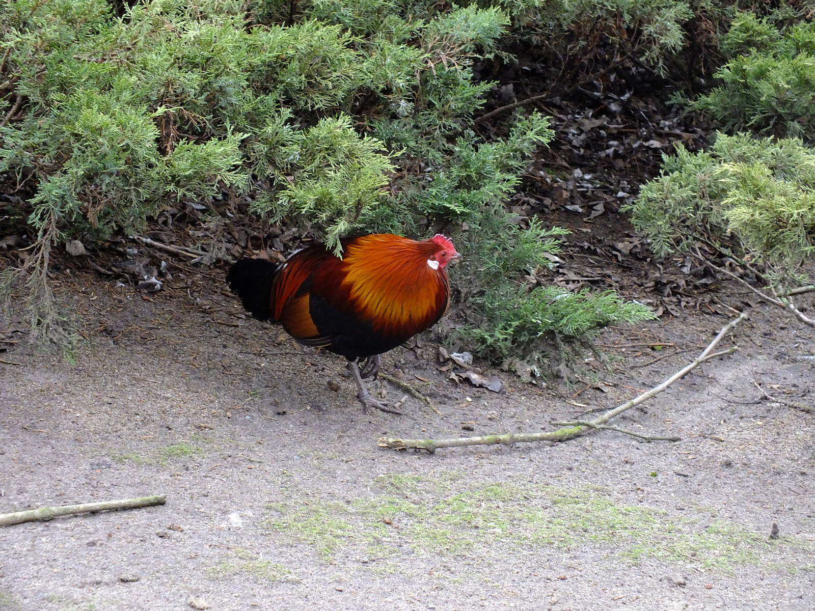 Chicken invading the duck pond