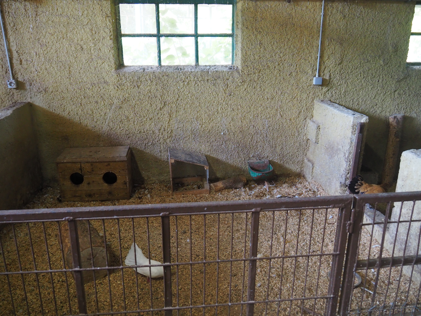 Chicken pen, 2019-08-11