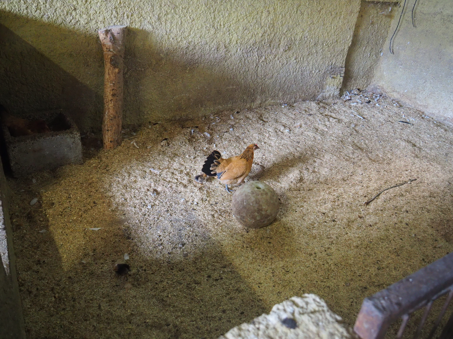 Chicken pen, 2019-08-11