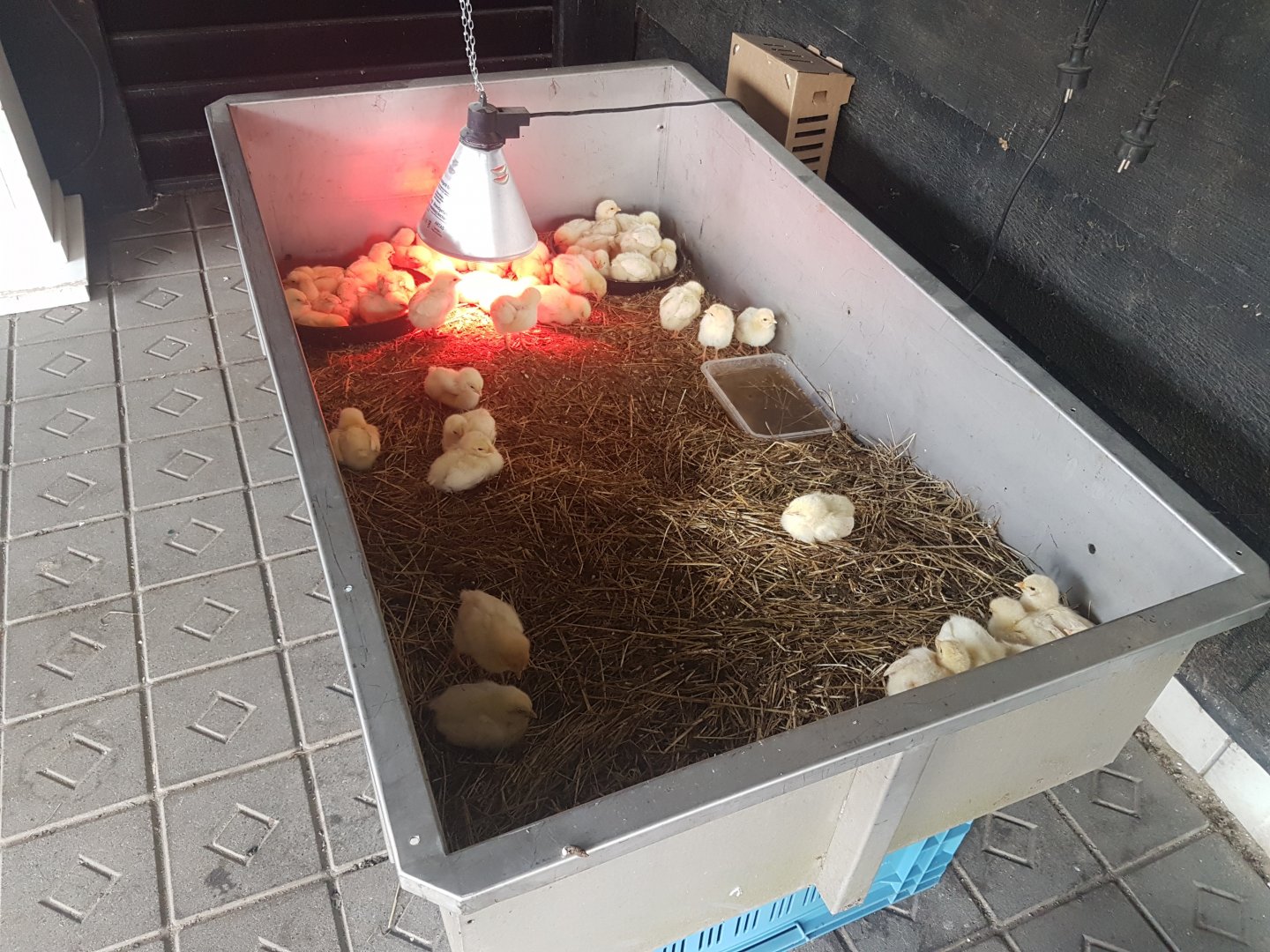 Chicken-raising enclosure