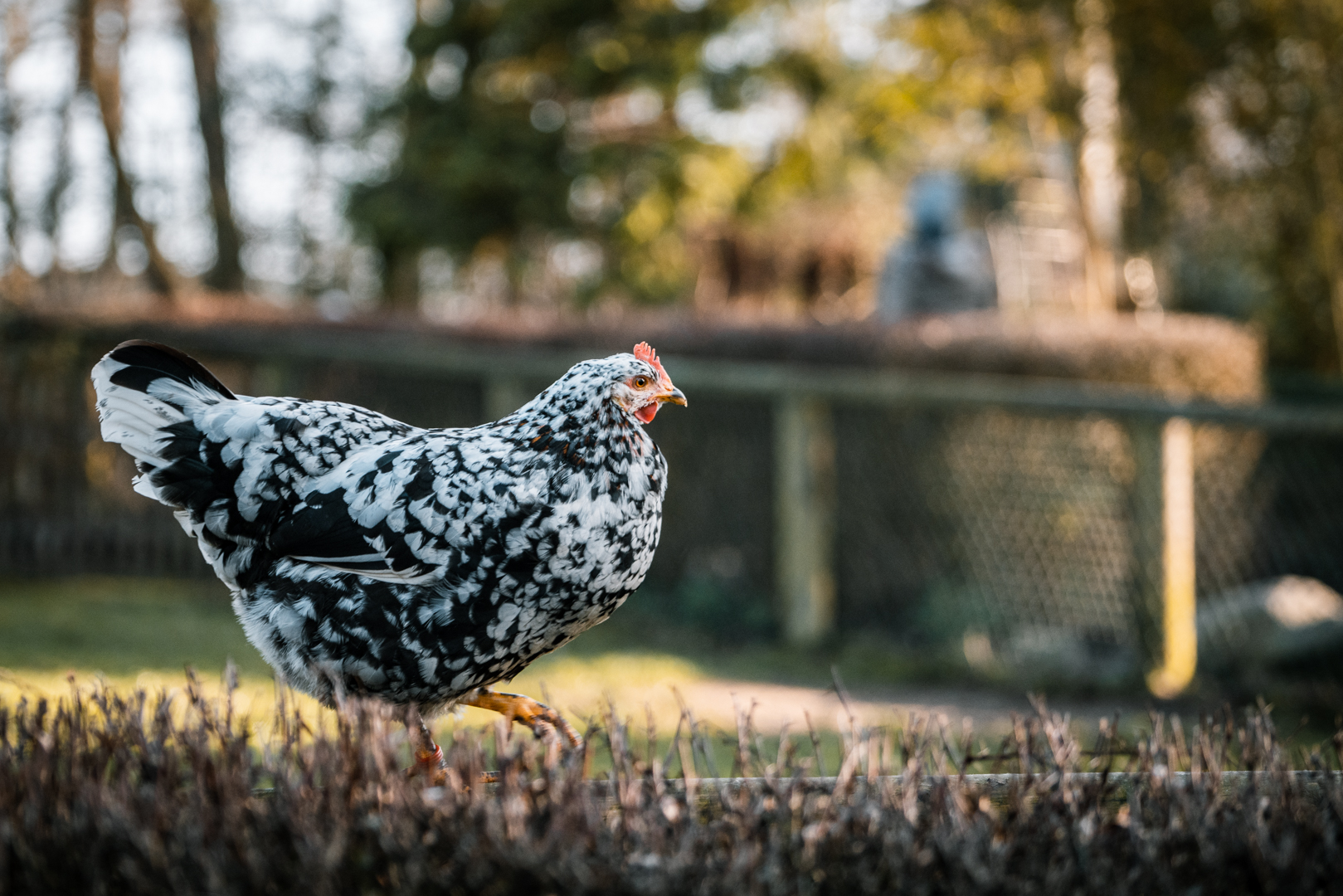 Chicken (Schwedisches Blumenhuhn)