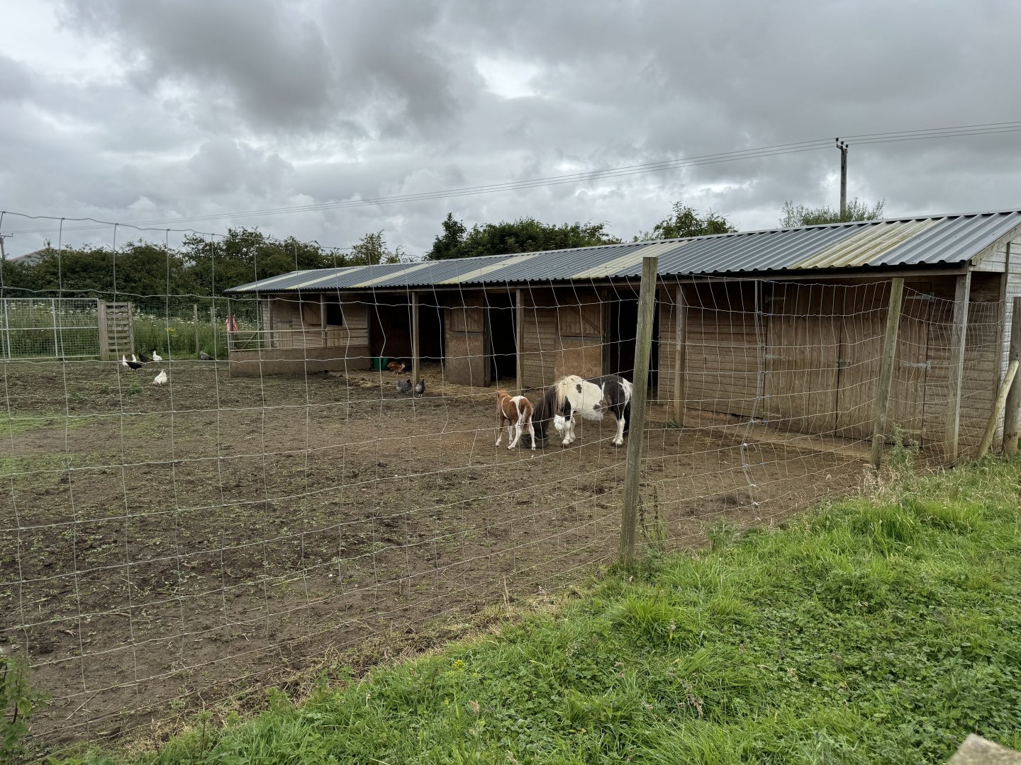 Chicken/Shetland Pony Enclosure at Bridlington Animal Park (July 2024)
