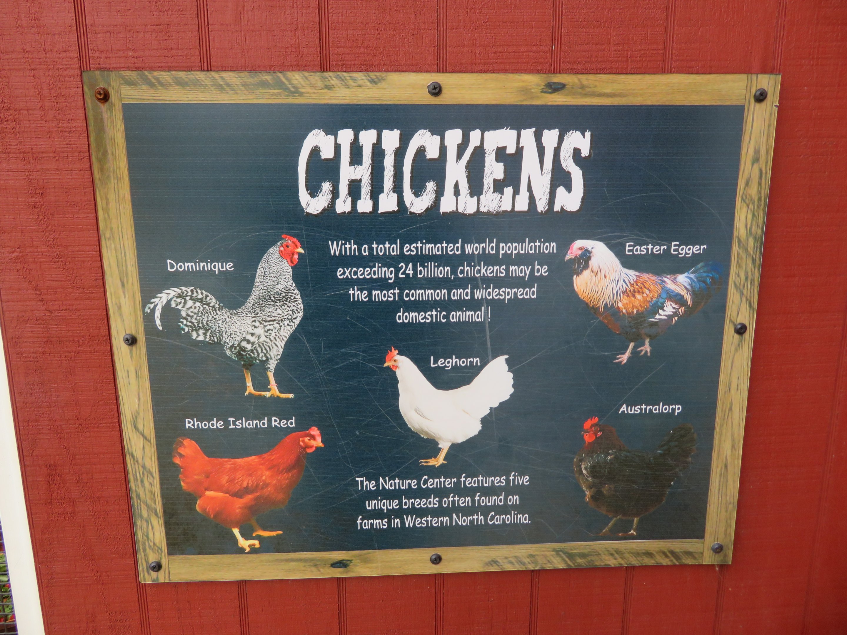Chicken Signage