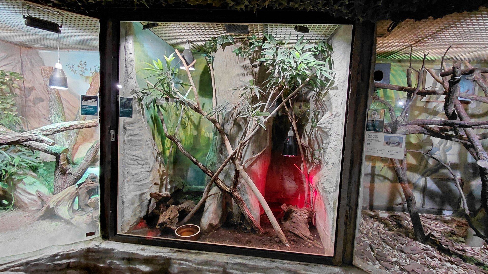 Chicken snake exhibit