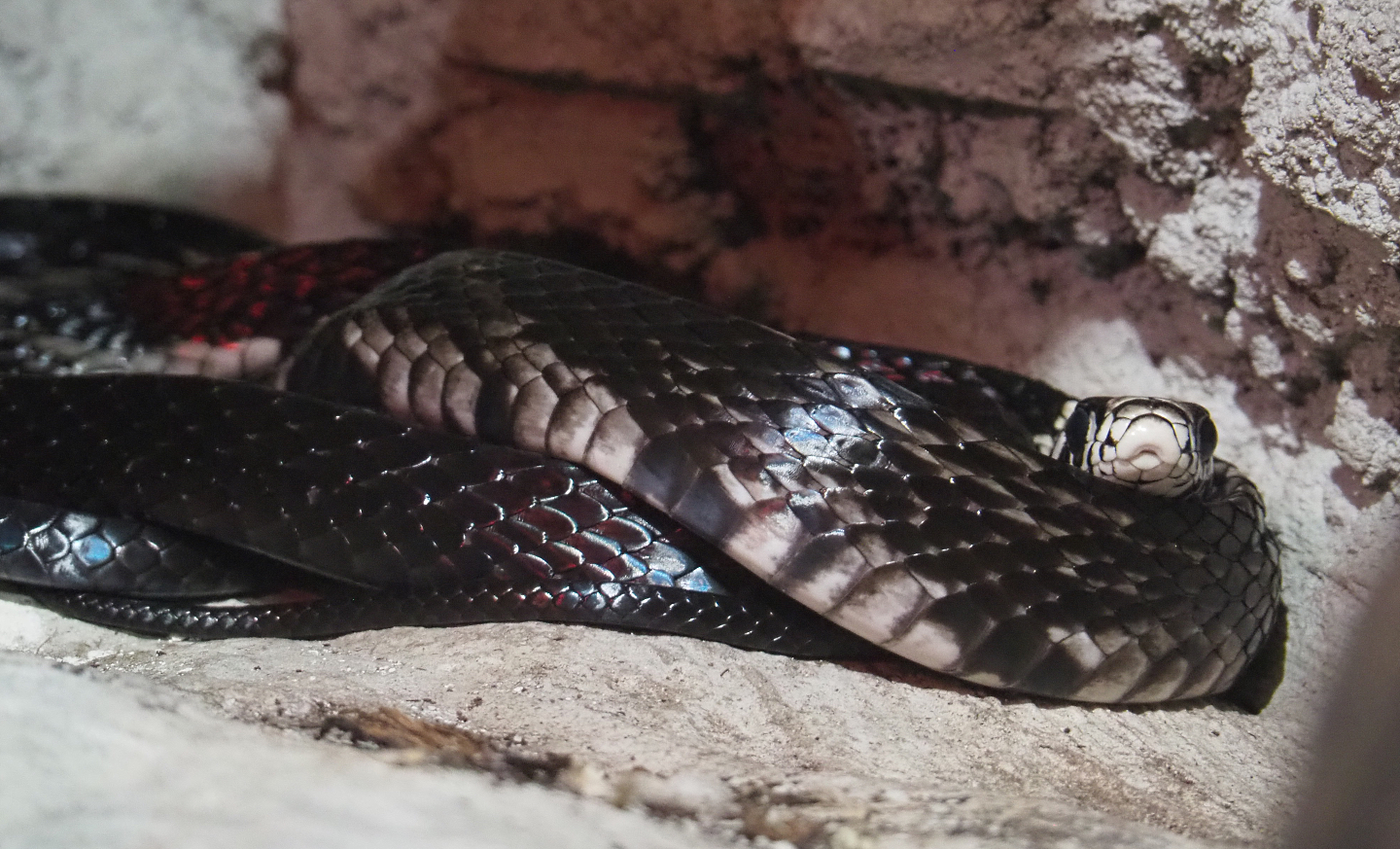 Chicken snake (Spilotes pullatus), 2020-06-20