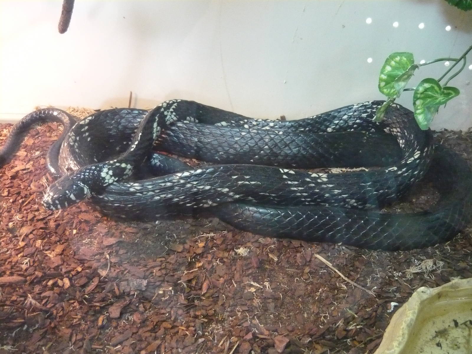 Chicken snake (Spilotes pullatus)