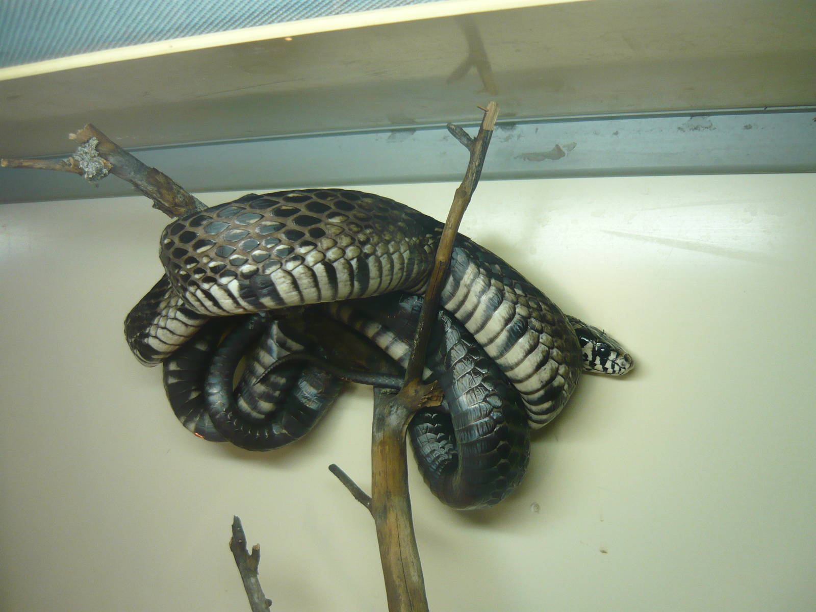 Chicken snake (Spilotes pullatus)