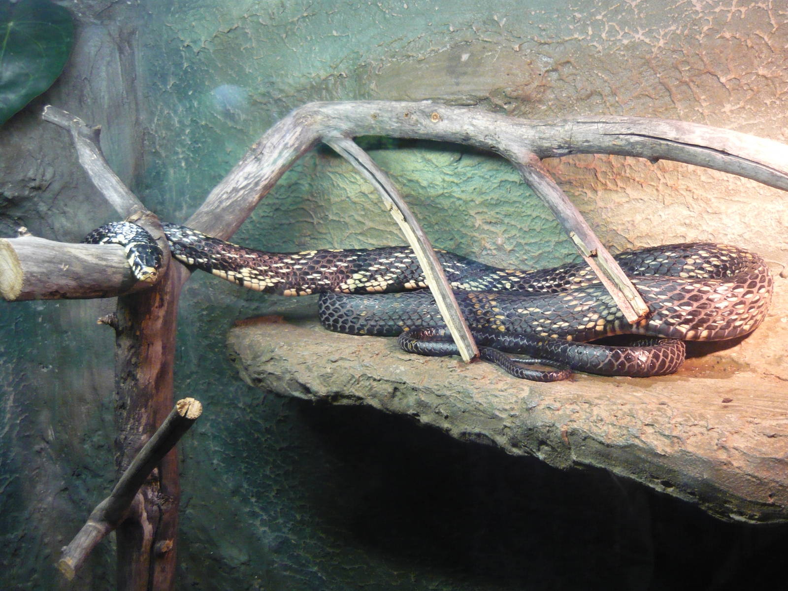 Chicken snake (Spilotes pullatus)