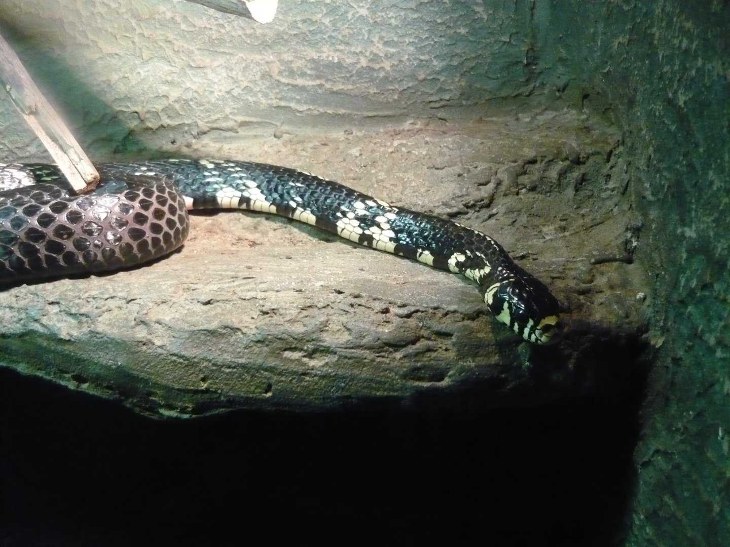 Chicken snake (Spilotes pullatus)